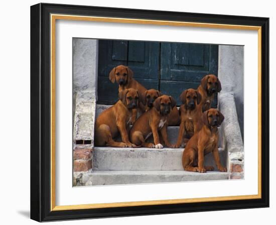 Domestic Dogs, Seven Rhodesian Ridgeback Puppies Sitting on Steps-Adriano Bacchella-Framed Photographic Print