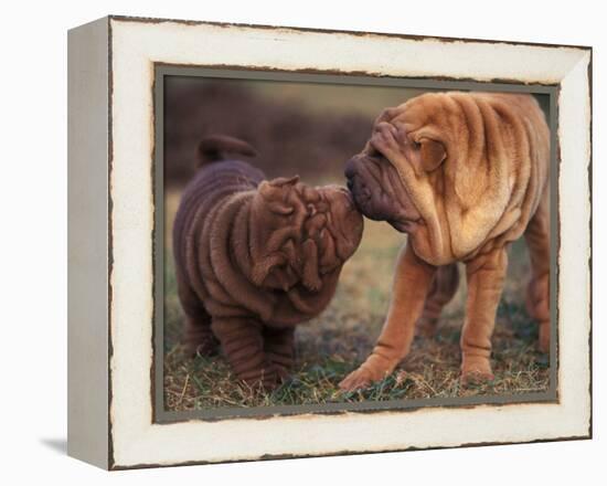 Domestic Dogs, Shar Pei Puppy and Parent Touching Noses-Adriano Bacchella-Framed Premier Image Canvas