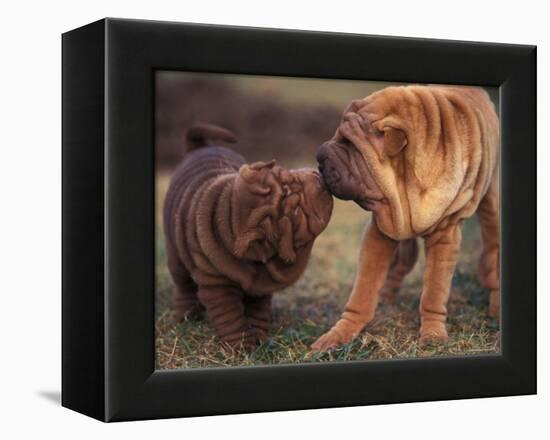 Domestic Dogs, Shar Pei Puppy and Parent Touching Noses-Adriano Bacchella-Framed Premier Image Canvas