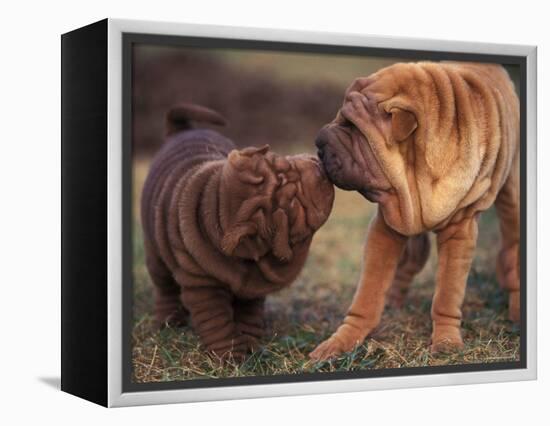 Domestic Dogs, Shar Pei Puppy and Parent Touching Noses-Adriano Bacchella-Framed Premier Image Canvas