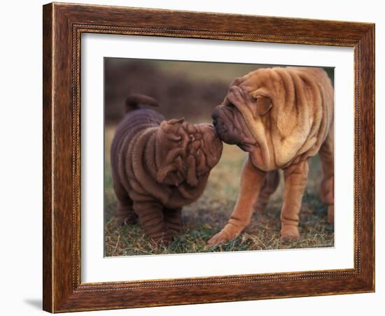 Domestic Dogs, Shar Pei Puppy and Parent Touching Noses-Adriano Bacchella-Framed Photographic Print