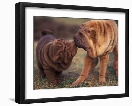 Domestic Dogs, Shar Pei Puppy and Parent Touching Noses-Adriano Bacchella-Framed Photographic Print