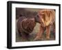 Domestic Dogs, Shar Pei Puppy and Parent Touching Noses-Adriano Bacchella-Framed Photographic Print