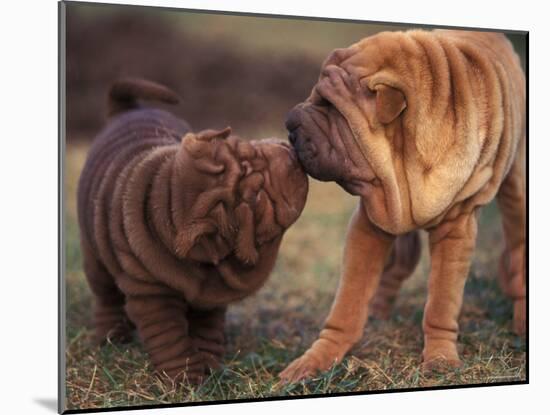 Domestic Dogs, Shar Pei Puppy and Parent Touching Noses-Adriano Bacchella-Mounted Photographic Print
