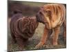 Domestic Dogs, Shar Pei Puppy and Parent Touching Noses-Adriano Bacchella-Mounted Photographic Print