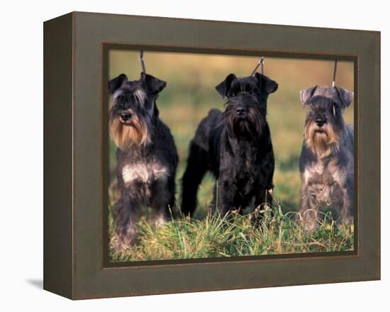 Domestic Dogs, Three Miniature Schnauzers on Leads-Adriano Bacchella-Framed Premier Image Canvas