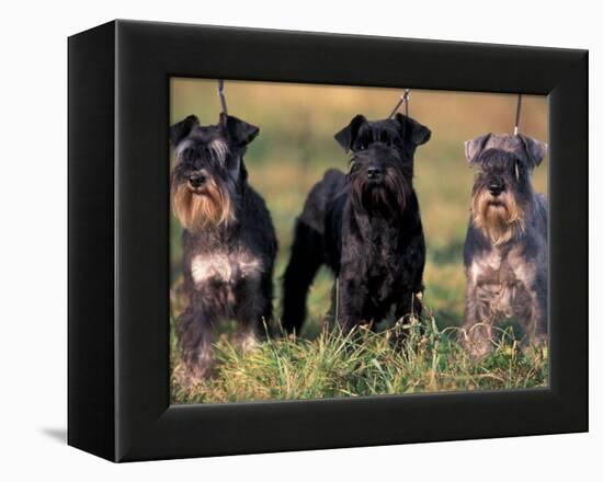 Domestic Dogs, Three Miniature Schnauzers on Leads-Adriano Bacchella-Framed Premier Image Canvas