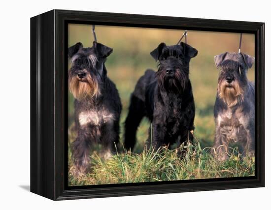 Domestic Dogs, Three Miniature Schnauzers on Leads-Adriano Bacchella-Framed Premier Image Canvas