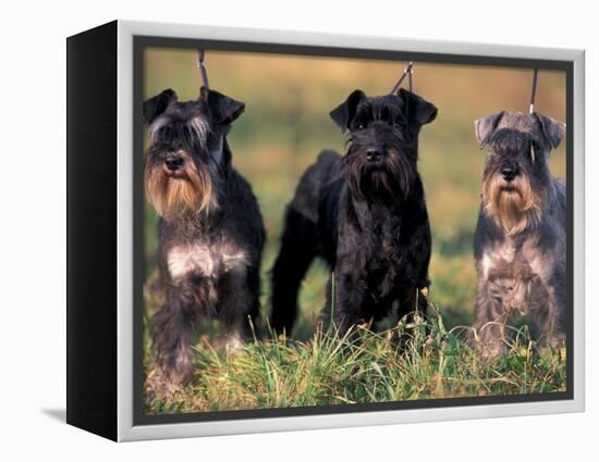 Domestic Dogs, Three Miniature Schnauzers on Leads-Adriano Bacchella-Framed Premier Image Canvas