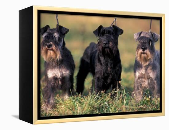 Domestic Dogs, Three Miniature Schnauzers on Leads-Adriano Bacchella-Framed Premier Image Canvas