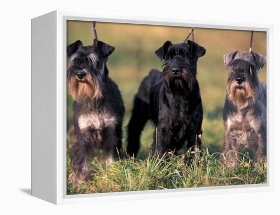 Domestic Dogs, Three Miniature Schnauzers on Leads-Adriano Bacchella-Framed Premier Image Canvas