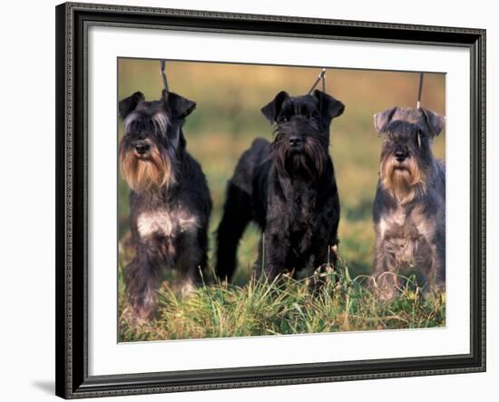 Domestic Dogs, Three Miniature Schnauzers on Leads-Adriano Bacchella-Framed Photographic Print