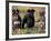 Domestic Dogs, Three Miniature Schnauzers on Leads-Adriano Bacchella-Framed Photographic Print