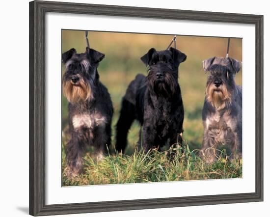 Domestic Dogs, Three Miniature Schnauzers on Leads-Adriano Bacchella-Framed Photographic Print