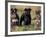 Domestic Dogs, Three Miniature Schnauzers on Leads-Adriano Bacchella-Framed Photographic Print