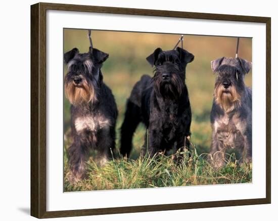 Domestic Dogs, Three Miniature Schnauzers on Leads-Adriano Bacchella-Framed Photographic Print