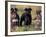 Domestic Dogs, Three Miniature Schnauzers on Leads-Adriano Bacchella-Framed Photographic Print