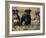 Domestic Dogs, Three Miniature Schnauzers on Leads-Adriano Bacchella-Framed Photographic Print