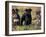 Domestic Dogs, Three Miniature Schnauzers on Leads-Adriano Bacchella-Framed Photographic Print