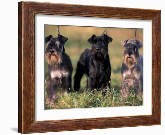 Domestic Dogs, Three Miniature Schnauzers on Leads-Adriano Bacchella-Framed Photographic Print