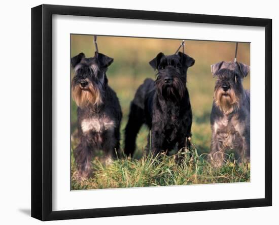 Domestic Dogs, Three Miniature Schnauzers on Leads-Adriano Bacchella-Framed Photographic Print