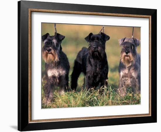 Domestic Dogs, Three Miniature Schnauzers on Leads-Adriano Bacchella-Framed Photographic Print