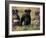 Domestic Dogs, Three Miniature Schnauzers on Leads-Adriano Bacchella-Framed Photographic Print