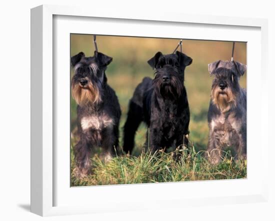 Domestic Dogs, Three Miniature Schnauzers on Leads-Adriano Bacchella-Framed Photographic Print