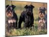 Domestic Dogs, Three Miniature Schnauzers on Leads-Adriano Bacchella-Mounted Photographic Print