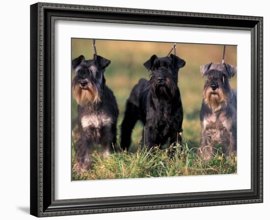 Domestic Dogs, Three Miniature Schnauzers on Leads-Adriano Bacchella-Framed Photographic Print