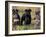 Domestic Dogs, Three Miniature Schnauzers on Leads-Adriano Bacchella-Framed Photographic Print