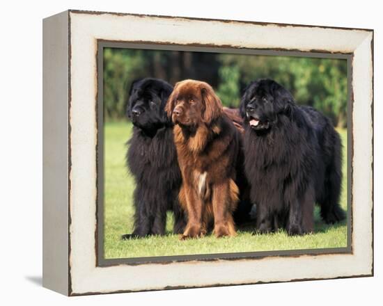 Domestic Dogs, Three Newfoundland Dogs Standing Together-Adriano Bacchella-Framed Premier Image Canvas