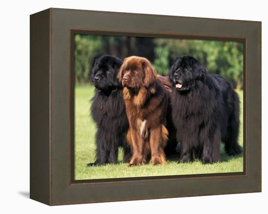 Domestic Dogs, Three Newfoundland Dogs Standing Together-Adriano Bacchella-Framed Premier Image Canvas