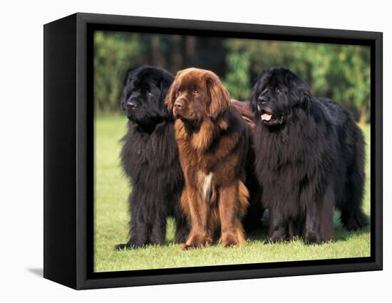 Domestic Dogs, Three Newfoundland Dogs Standing Together-Adriano Bacchella-Framed Premier Image Canvas