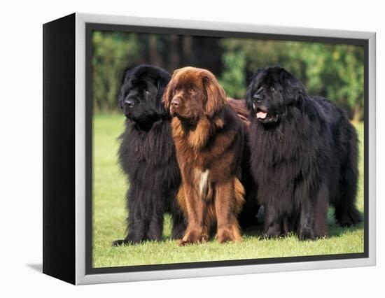 Domestic Dogs, Three Newfoundland Dogs Standing Together-Adriano Bacchella-Framed Premier Image Canvas