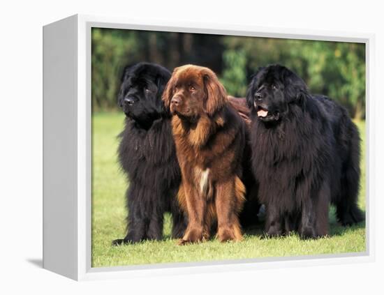 Domestic Dogs, Three Newfoundland Dogs Standing Together-Adriano Bacchella-Framed Premier Image Canvas