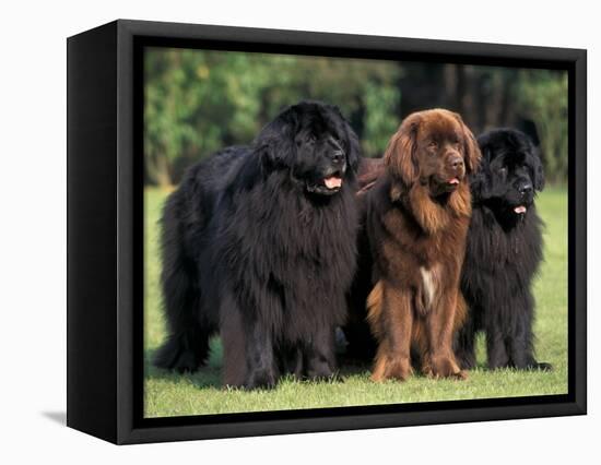 Domestic Dogs, Three Newfoundland Dogs Standing Together-Adriano Bacchella-Framed Premier Image Canvas