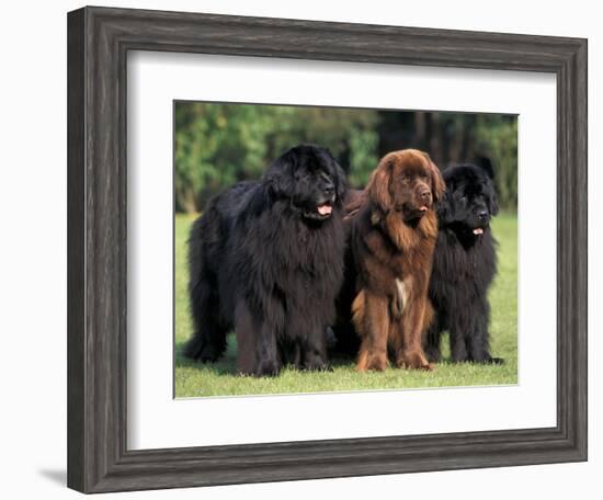 Domestic Dogs, Three Newfoundland Dogs Standing Together-Adriano Bacchella-Framed Premium Photographic Print