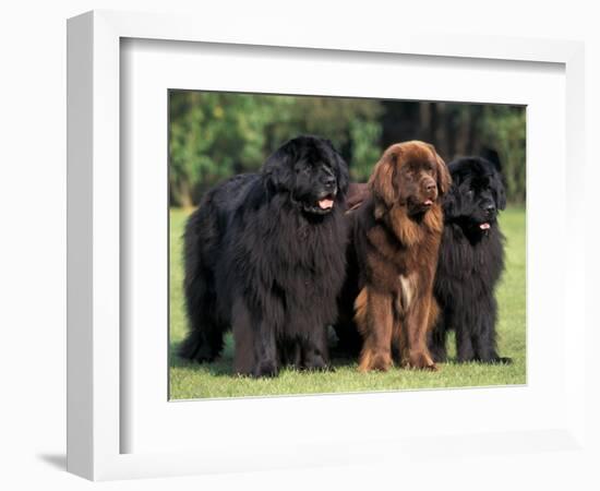 Domestic Dogs, Three Newfoundland Dogs Standing Together-Adriano Bacchella-Framed Premium Photographic Print