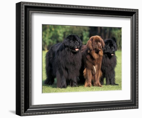 Domestic Dogs, Three Newfoundland Dogs Standing Together-Adriano Bacchella-Framed Premium Photographic Print