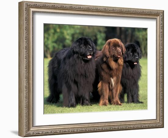 Domestic Dogs, Three Newfoundland Dogs Standing Together-Adriano Bacchella-Framed Photographic Print