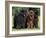 Domestic Dogs, Three Newfoundland Dogs Standing Together-Adriano Bacchella-Framed Photographic Print