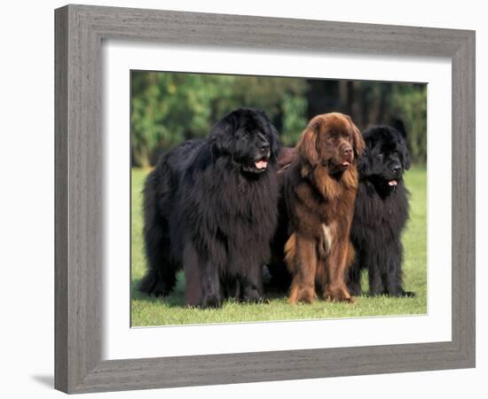 Domestic Dogs, Three Newfoundland Dogs Standing Together-Adriano Bacchella-Framed Photographic Print