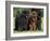 Domestic Dogs, Three Newfoundland Dogs Standing Together-Adriano Bacchella-Framed Photographic Print