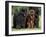 Domestic Dogs, Three Newfoundland Dogs Standing Together-Adriano Bacchella-Framed Photographic Print