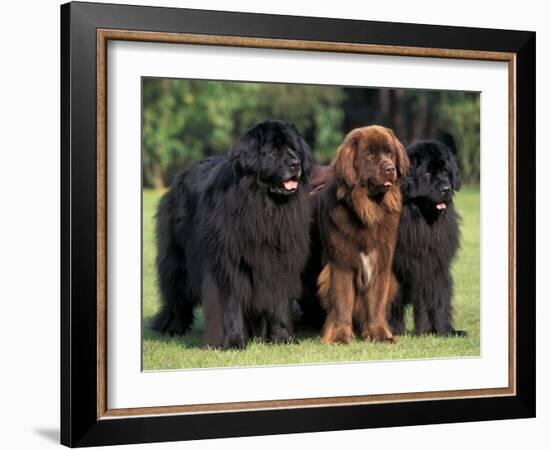 Domestic Dogs, Three Newfoundland Dogs Standing Together-Adriano Bacchella-Framed Photographic Print