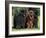 Domestic Dogs, Three Newfoundland Dogs Standing Together-Adriano Bacchella-Framed Photographic Print