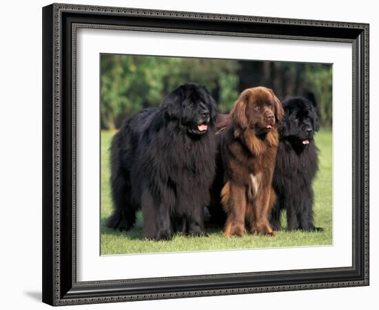 Domestic Dogs, Three Newfoundland Dogs Standing Together-Adriano Bacchella-Framed Photographic Print