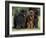 Domestic Dogs, Three Newfoundland Dogs Standing Together-Adriano Bacchella-Framed Photographic Print