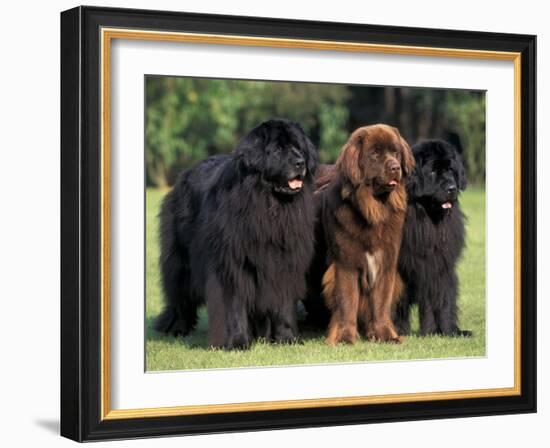 Domestic Dogs, Three Newfoundland Dogs Standing Together-Adriano Bacchella-Framed Photographic Print